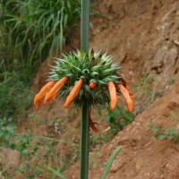 Leonotis nepetifolia (L.) R.Br.